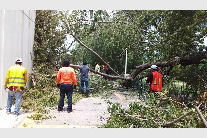 caida de arbol