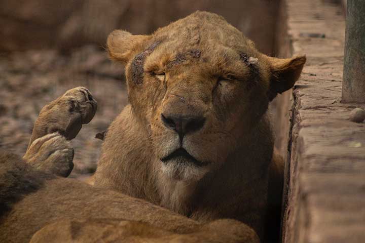 animales