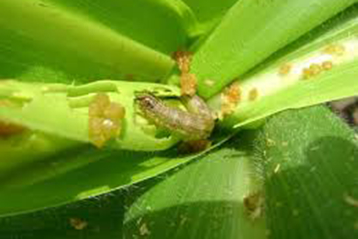 gusanobarren